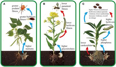 herbivory symbiosis